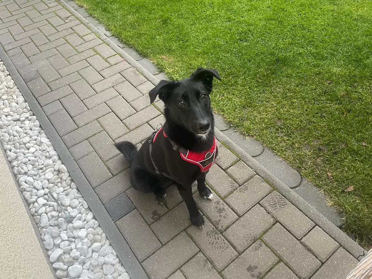 Dina, weiß female puppy Mixed Breed for adoption at Ein Herz für Streuner e.V., München