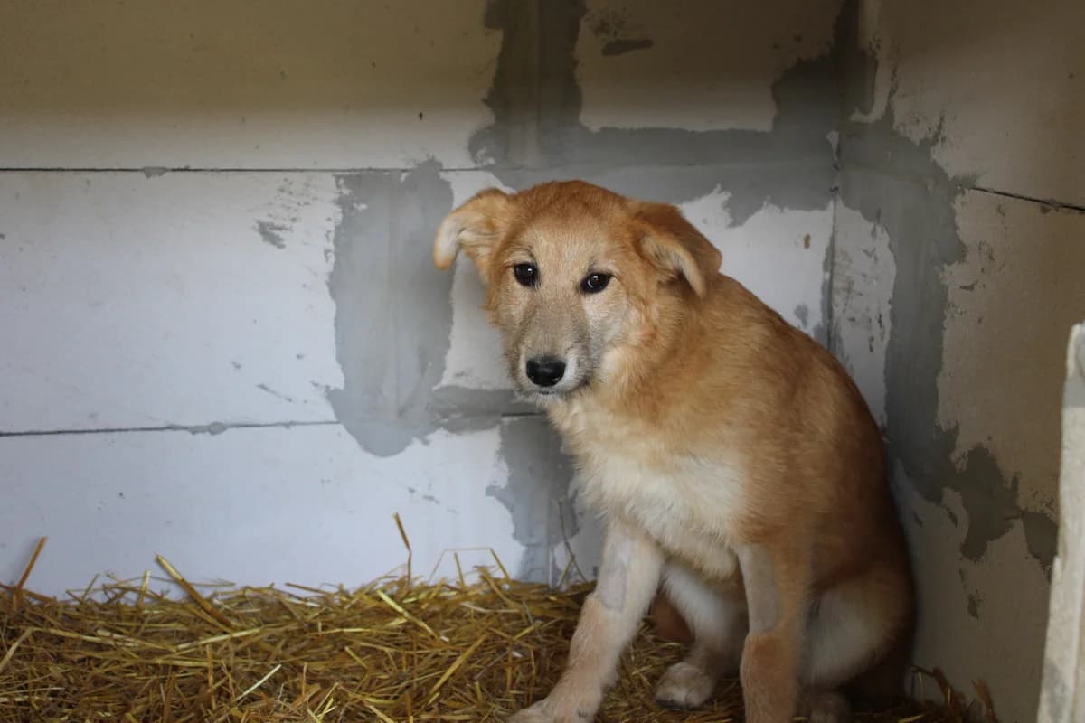 Dine, female young Mixed Breed for adoption at Ein Herz für Streuner e.V., München