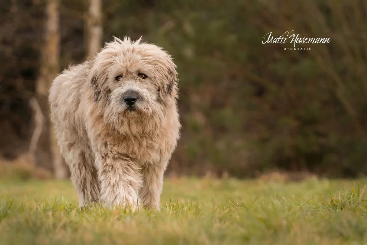 Dingdong, male senior Mixed Breed for adoption at Ein Herz für Streuner e.V., München