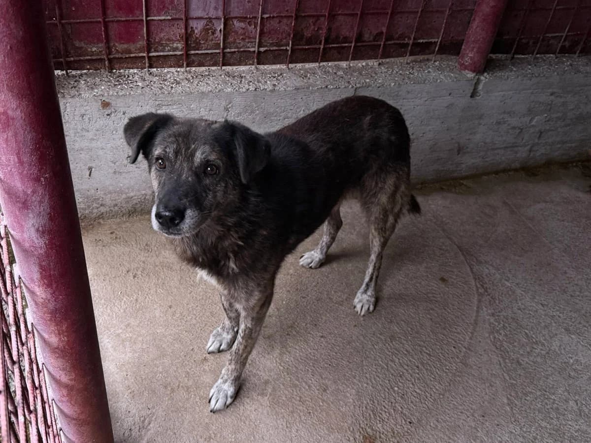 Dingo, weiß male senior Mixed Breed for adoption at Ein Herz für Streuner e.V., München