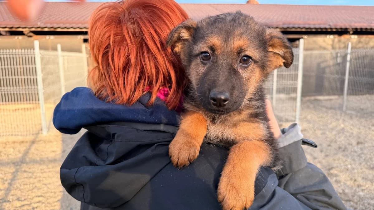 Dino, male puppy Mixed Breed for adoption at Ein Herz für Streuner e.V., München