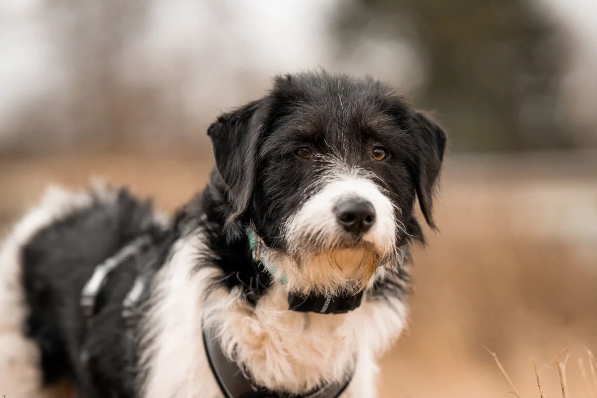 Dino, male puppy Mixed Breed for adoption at Ein Herz für Streuner e.V., München