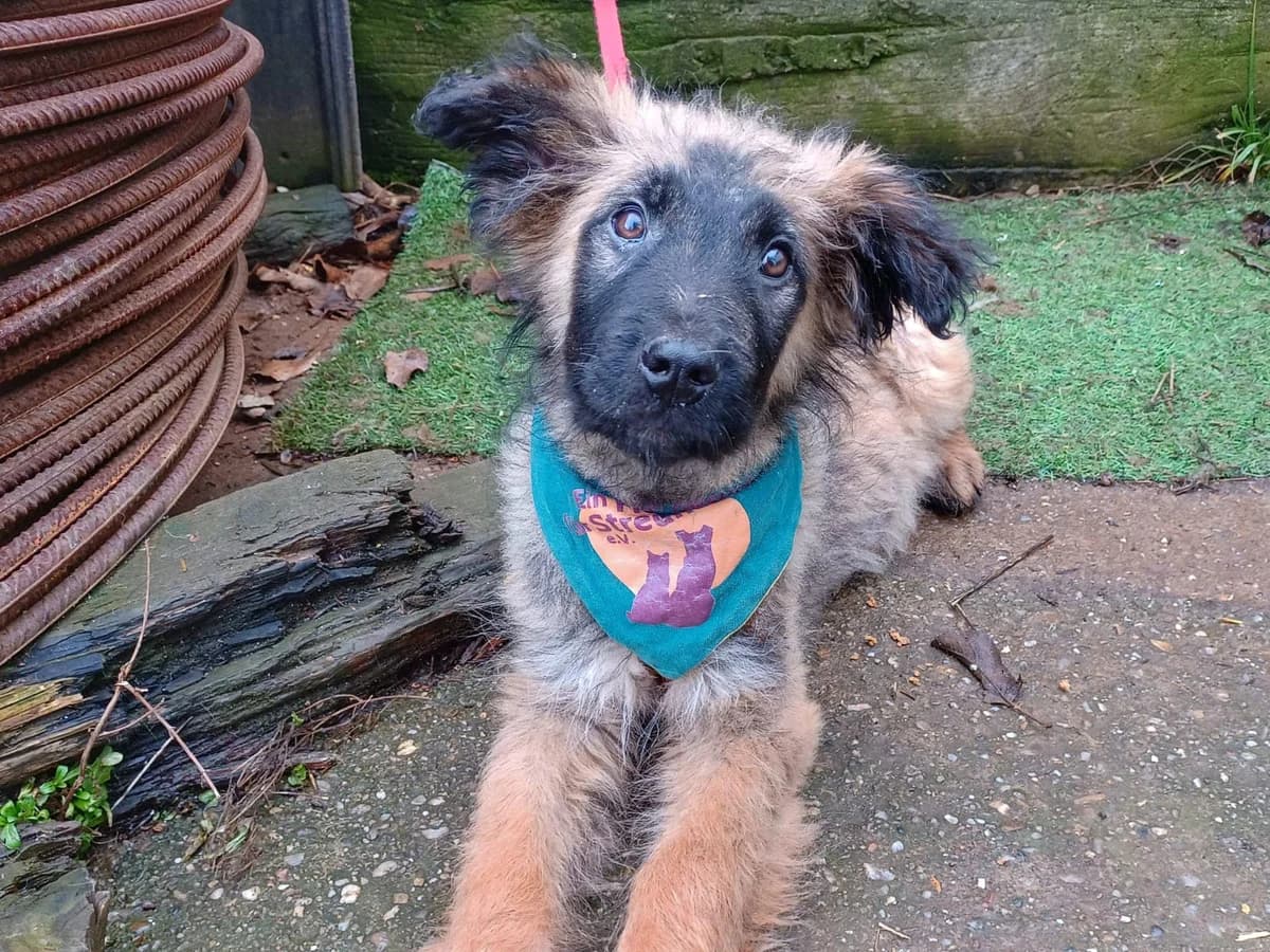 Dio, male puppy Mixed Breed for adoption at Ein Herz für Streuner e.V., München