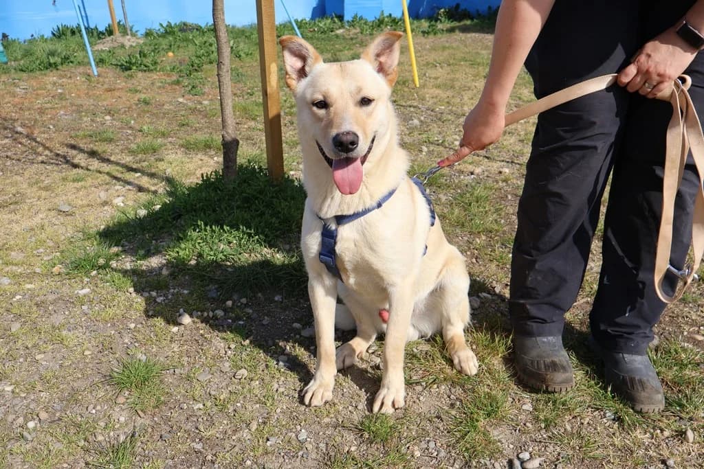 Diogo, male puppy Mixed Breed for adoption at Ein Herz für Streuner e.V., München