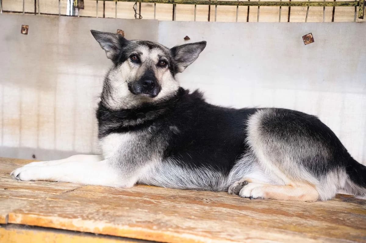 Dita, female 5yo Mixed Breed for adoption at Ein Herz für Streuner e.V., München