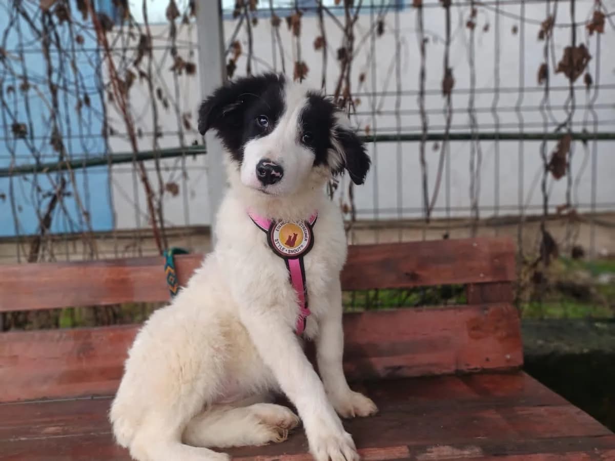 Diva, weiß female puppy Mixed Breed for adoption at Ein Herz für Streuner e.V., München