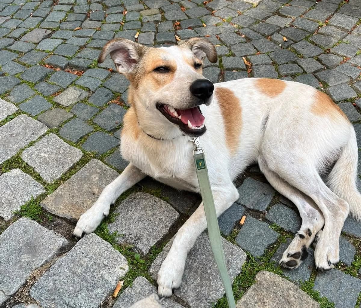 Dixi, male young Mixed Breed for adoption at Ein Herz für Streuner e.V., München