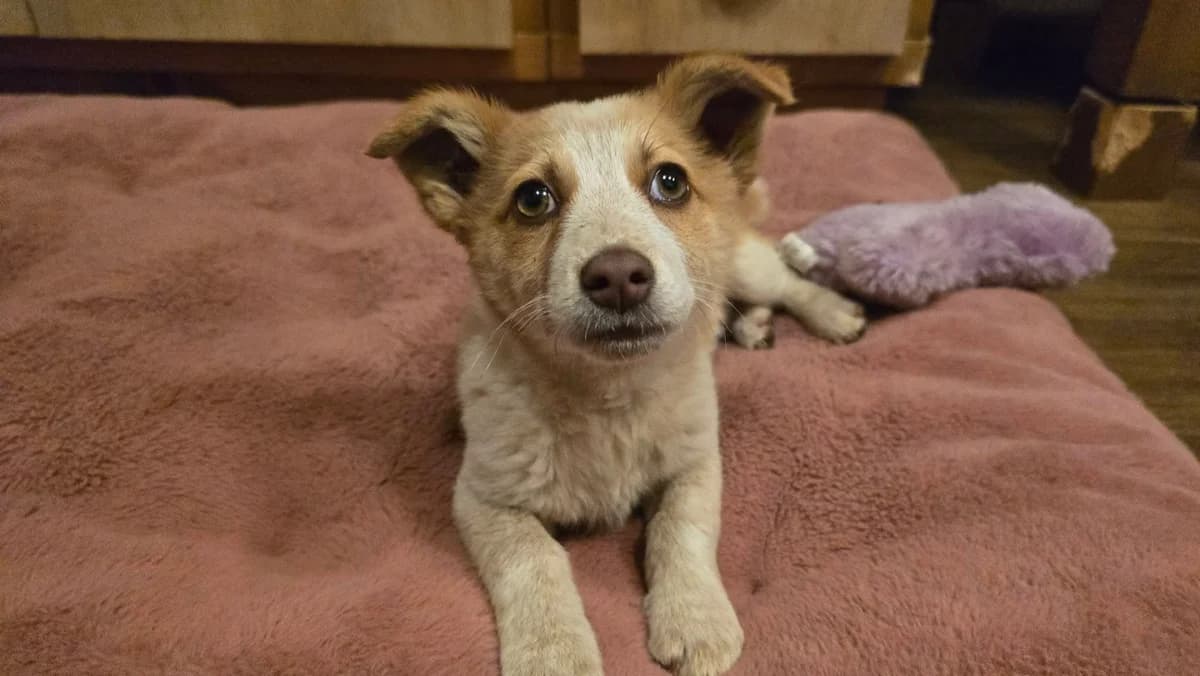 Dixie, braun female puppy Mixed Breed for adoption at Ein Herz für Streuner e.V., München