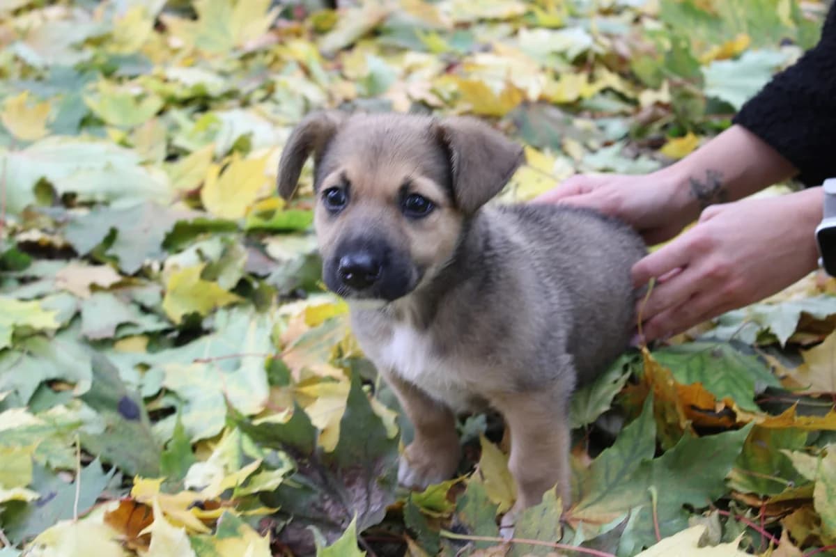 Dixy, beige female young Mixed Breed for adoption at Ein Herz für Streuner e.V., München