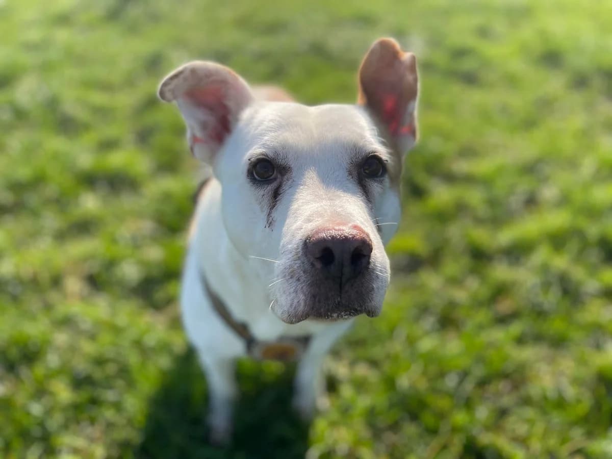 Dj, male 7yo Mixed Breed for adoption at Ein Herz für Streuner e.V., München