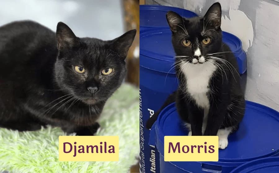 Djamila & Morris, female 5yo Mixed Breed for adoption at Ein Herz für Streuner e.V., München