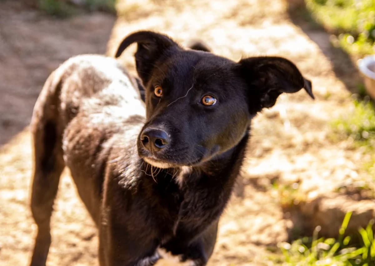 Django, male young Mixed Breed for adoption at Ein Herz für Streuner e.V., München