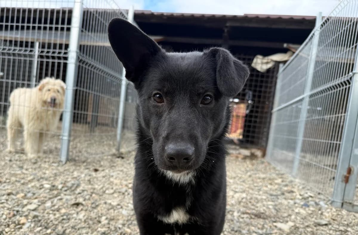 Django, schwarz male young Mixed Breed for adoption at Ein Herz für Streuner e.V., München