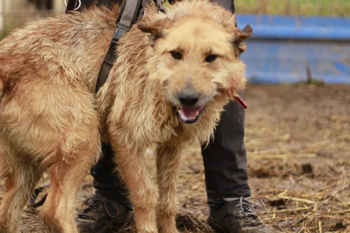 Django, male 4yo Mixed Breed for adoption at Ein Herz für Streuner e.V., München