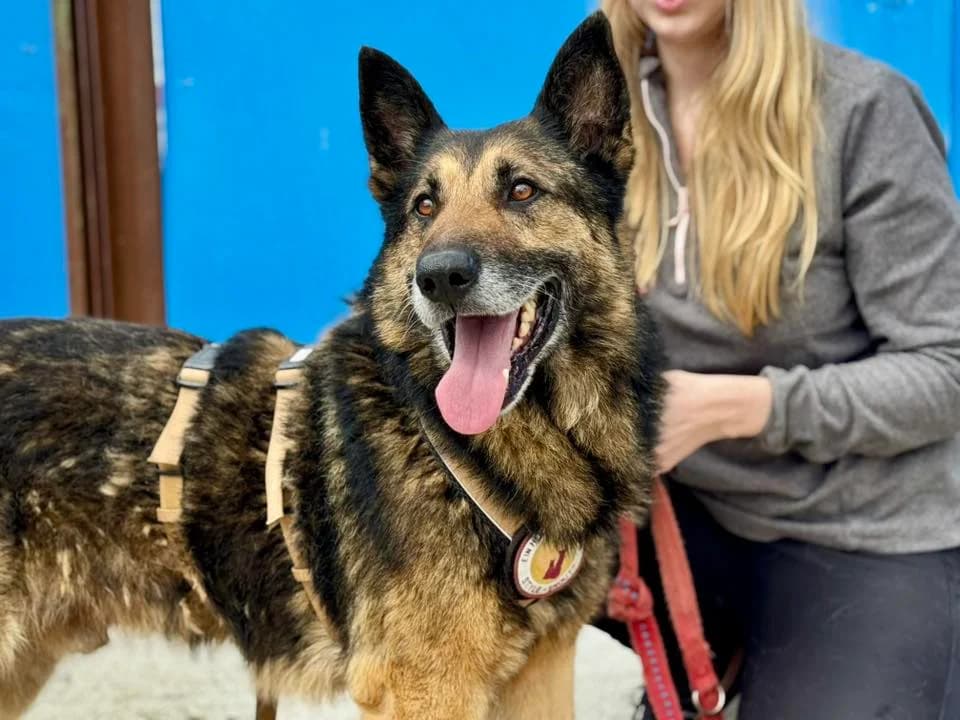 Djego, schwarz male 5yo Mixed Breed for adoption at Ein Herz für Streuner e.V., München