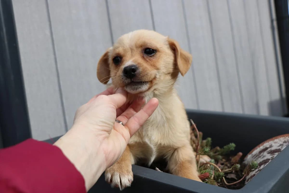 Djona, female puppy Mixed Breed for adoption at Ein Herz für Streuner e.V., München