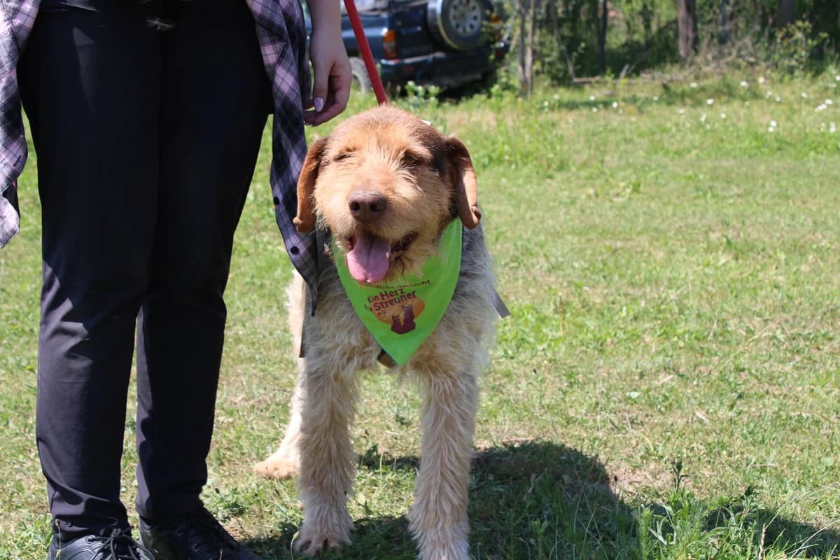 Djuke, male 5yo Mixed Breed for adoption at Ein Herz für Streuner e.V., München