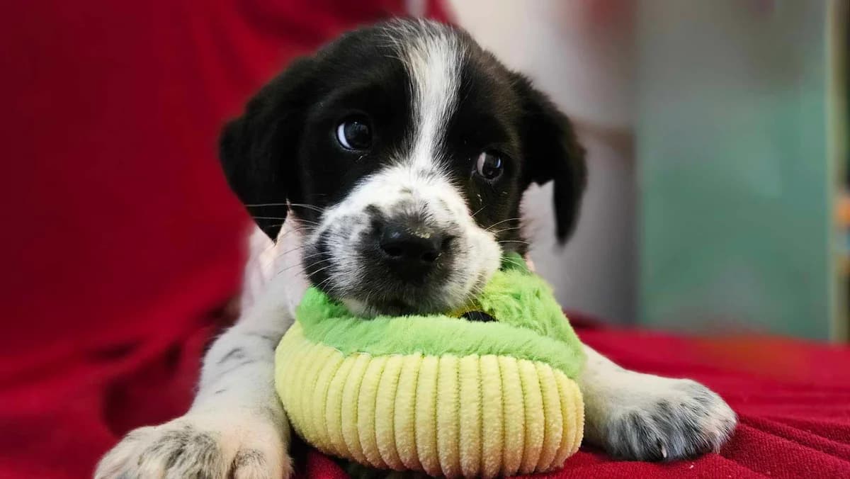 Dobbi, schwarz male puppy Mixed Breed for adoption at Ein Herz für Streuner e.V., München