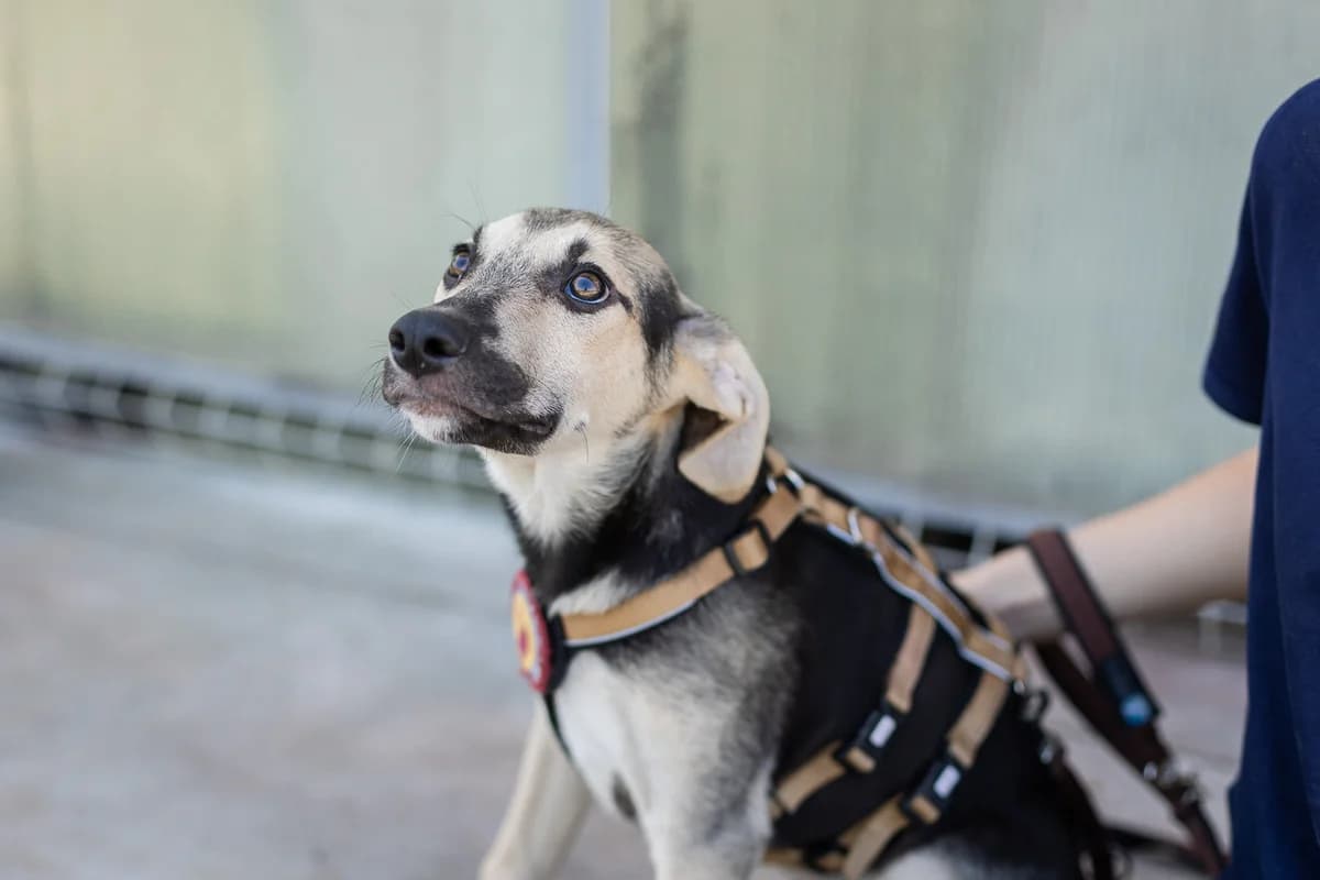 Dobby, male puppy Mixed Breed for adoption at Ein Herz für Streuner e.V., München