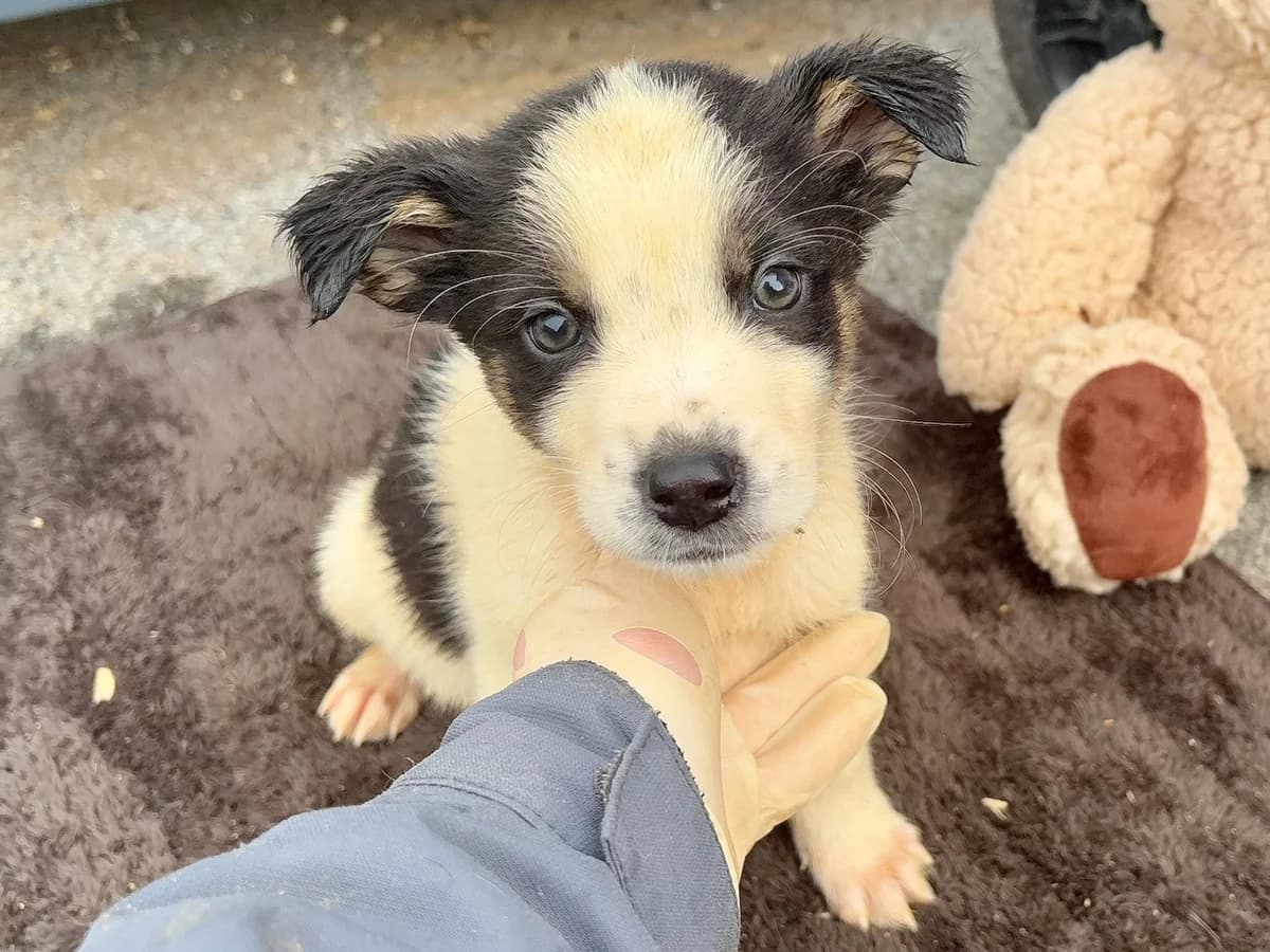 Dobby, male puppy Mixed Breed for adoption at Ein Herz für Streuner e.V., München