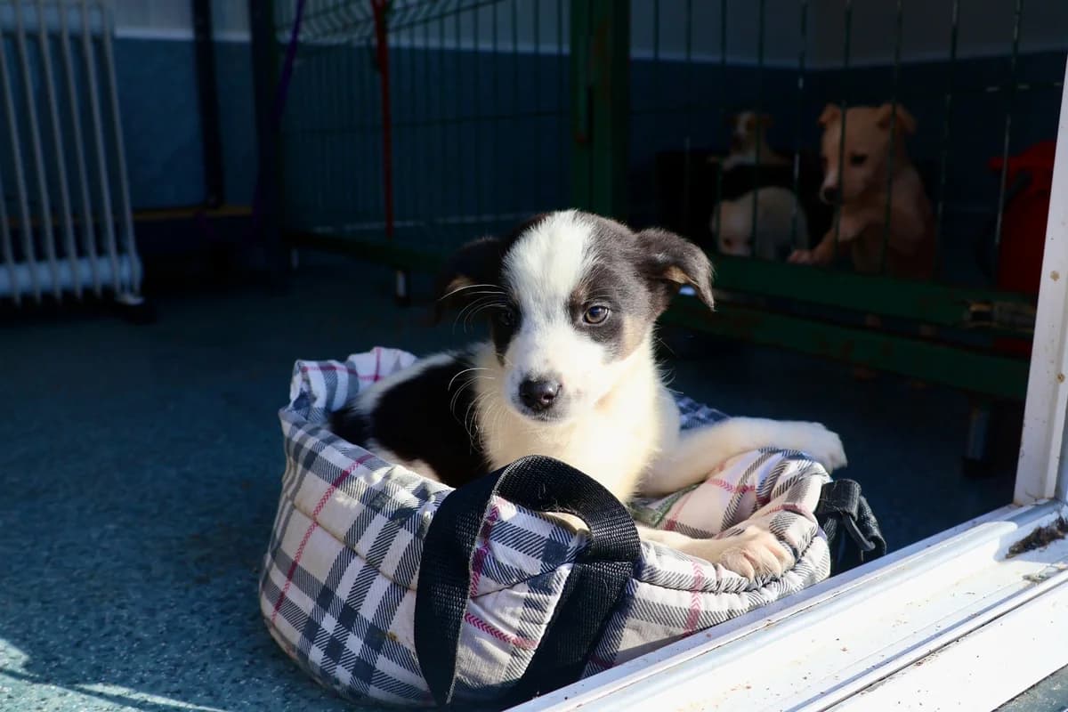 Dobby, male puppy Mixed Breed for adoption at Ein Herz für Streuner e.V., München