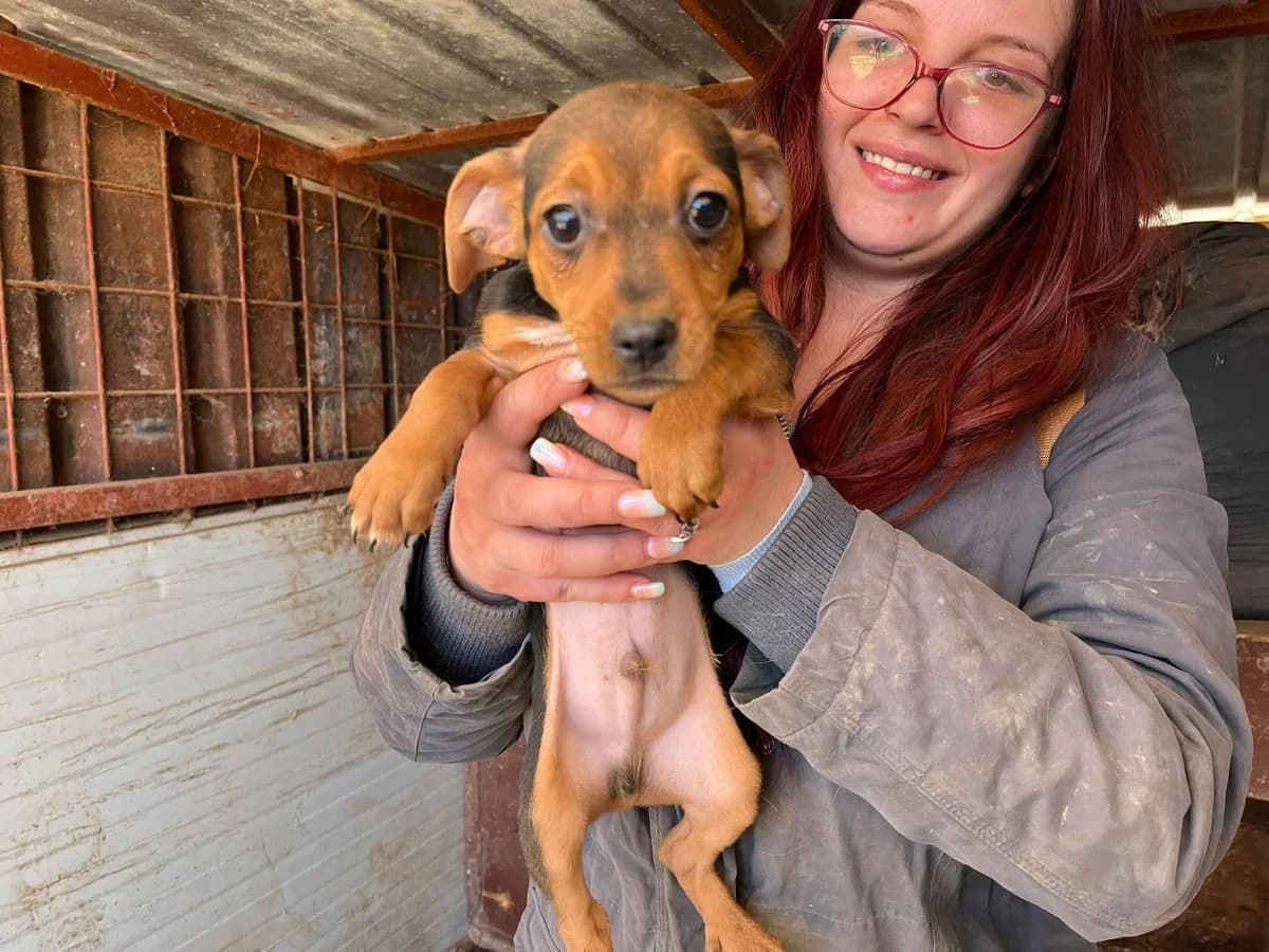 Dobby, young Mixed Breed for adoption at Ein Herz für Streuner e.V., München
