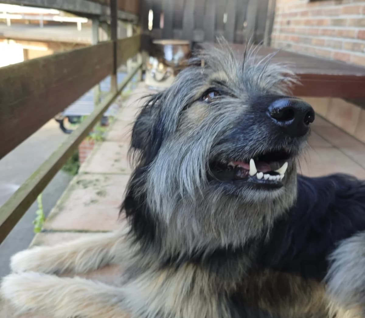 Dobby, male 5yo Mixed Breed for adoption at Ein Herz für Streuner e.V., München