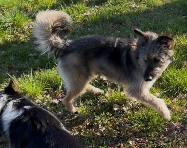Dobby, male 5yo Mixed Breed for adoption at Ein Herz für Streuner e.V., München