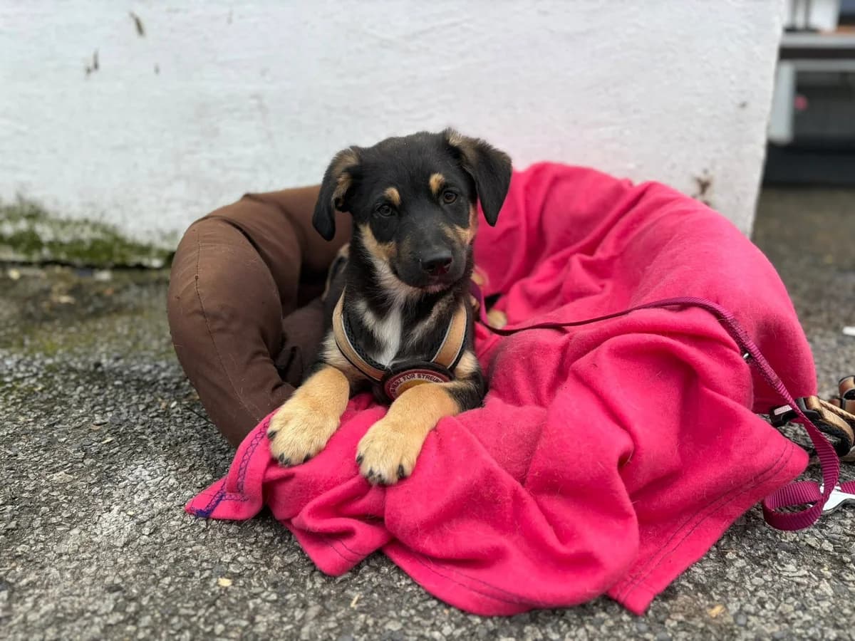 Dodge, male puppy Mixed Breed for adoption at Ein Herz für Streuner e.V., München