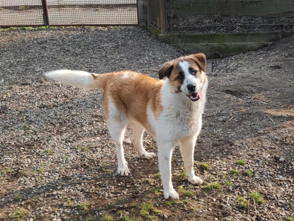 Dodger, male young Mixed Breed for adoption at Ein Herz für Streuner e.V., München
