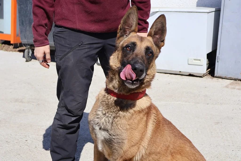 Domingo, male 5yo Mixed Breed for adoption at Ein Herz für Streuner e.V., München