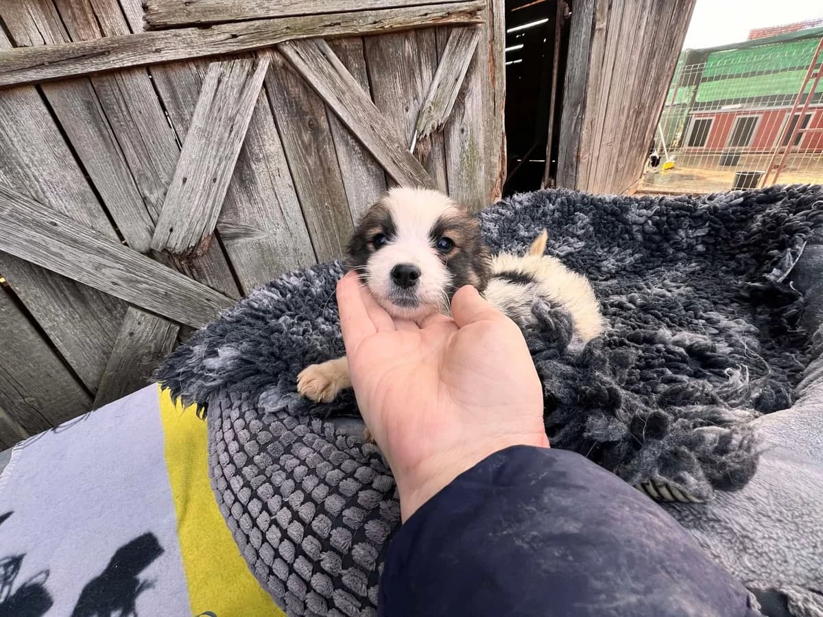 Domino, female puppy Mixed Breed for adoption at Ein Herz für Streuner e.V., München