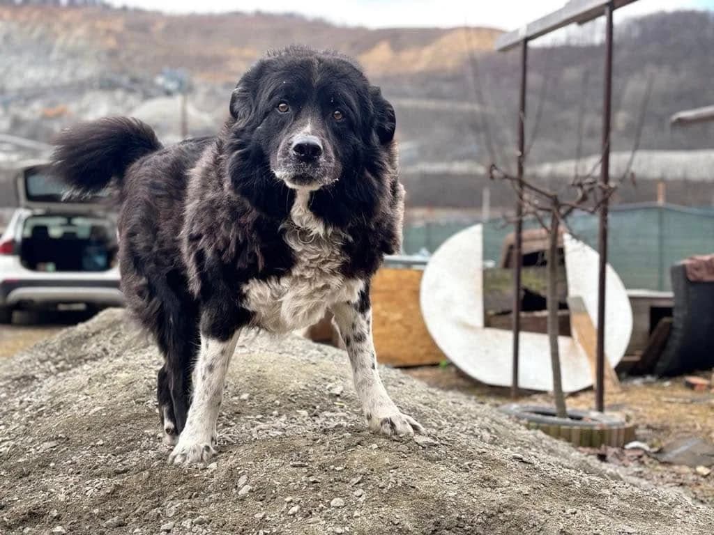 Don, schwarz male 3yo Mixed Breed for adoption at Ein Herz für Streuner e.V., München