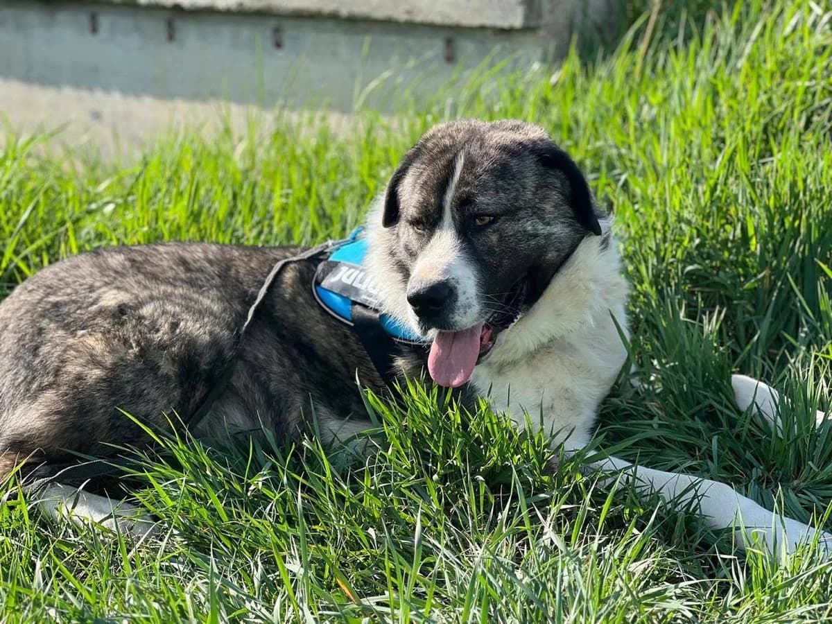 Don Vito, male 5yo Mixed Breed for adoption at Ein Herz für Streuner e.V., München