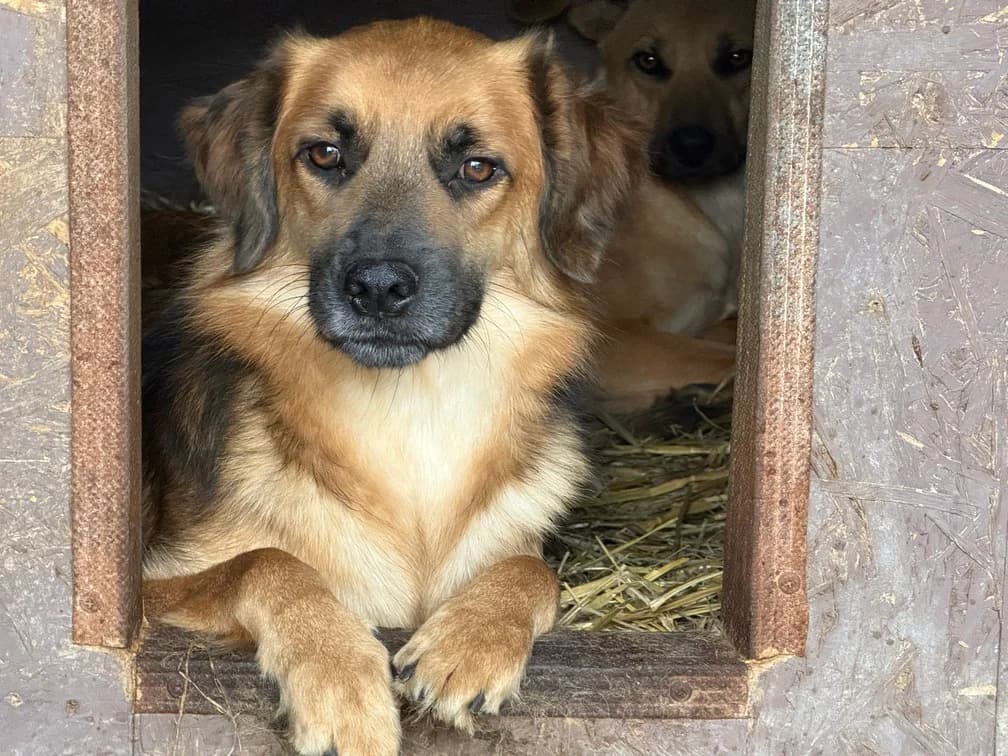 Donald, male 6yo Mixed Breed for adoption at Ein Herz für Streuner e.V., München