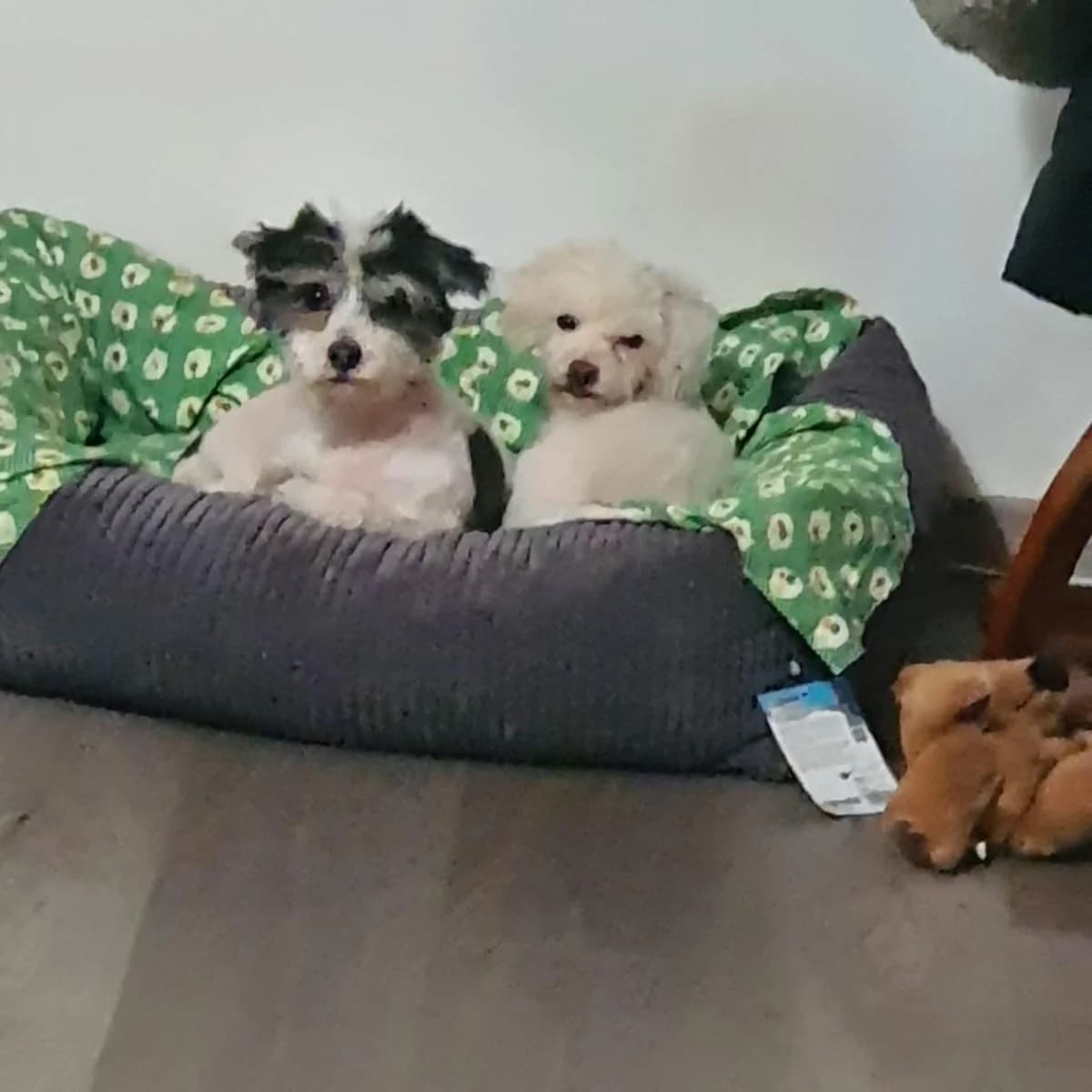 Donito & Ms. Fluffy, 4yo Mixed Breed for adoption at Ein Herz für Streuner e.V., München