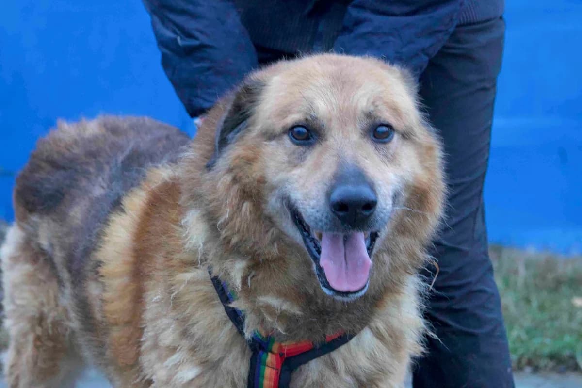 Donny, schwarz male senior Mixed Breed for adoption at Ein Herz für Streuner e.V., München