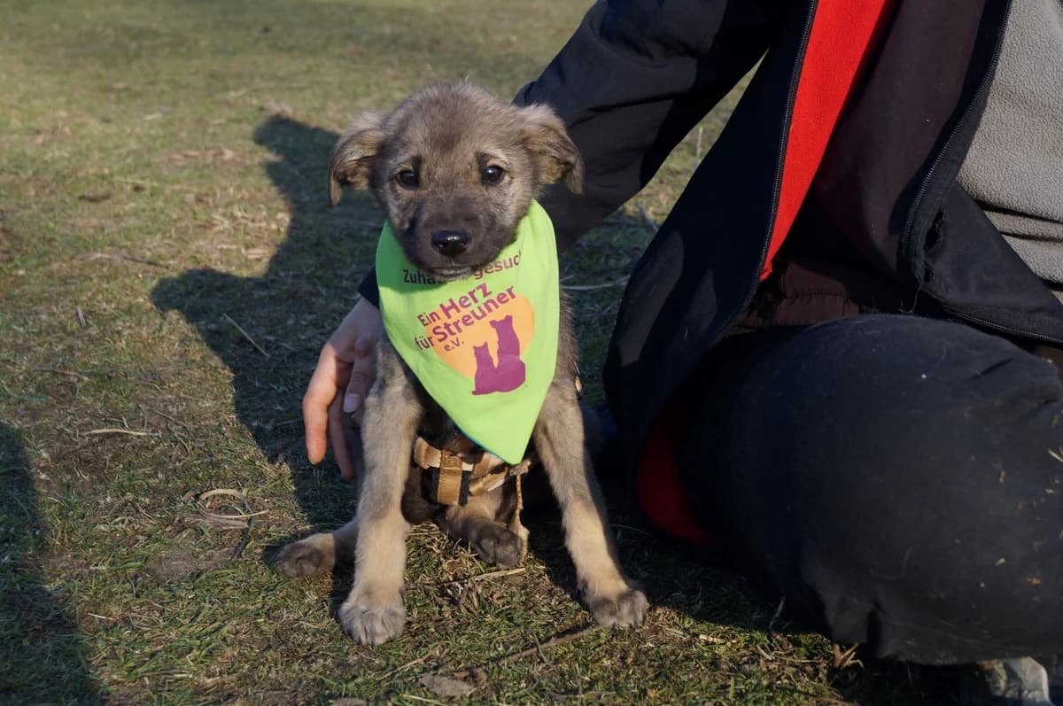 Donut, beige male puppy Mixed Breed for adoption at Ein Herz für Streuner e.V., München