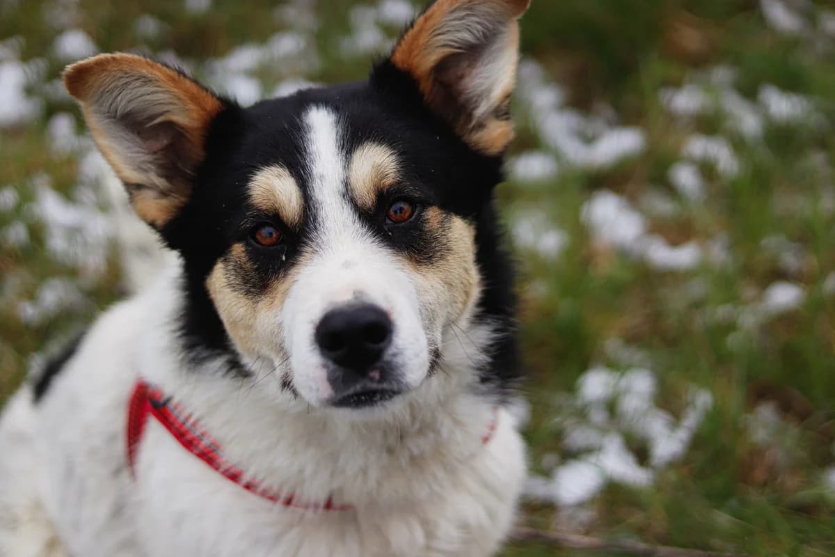 Donut, weiß male young Mixed Breed for adoption at Ein Herz für Streuner e.V., München