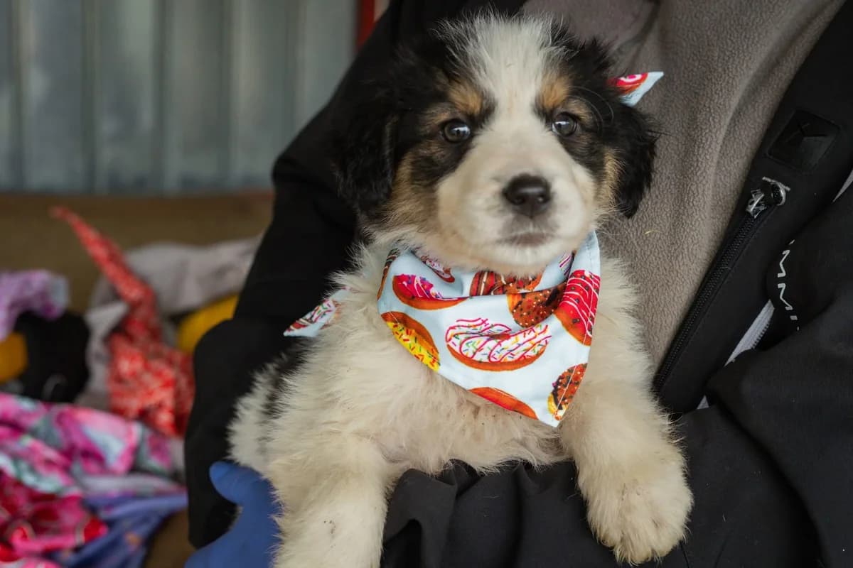 Donut, weiß female puppy Mixed Breed for adoption at Ein Herz für Streuner e.V., München