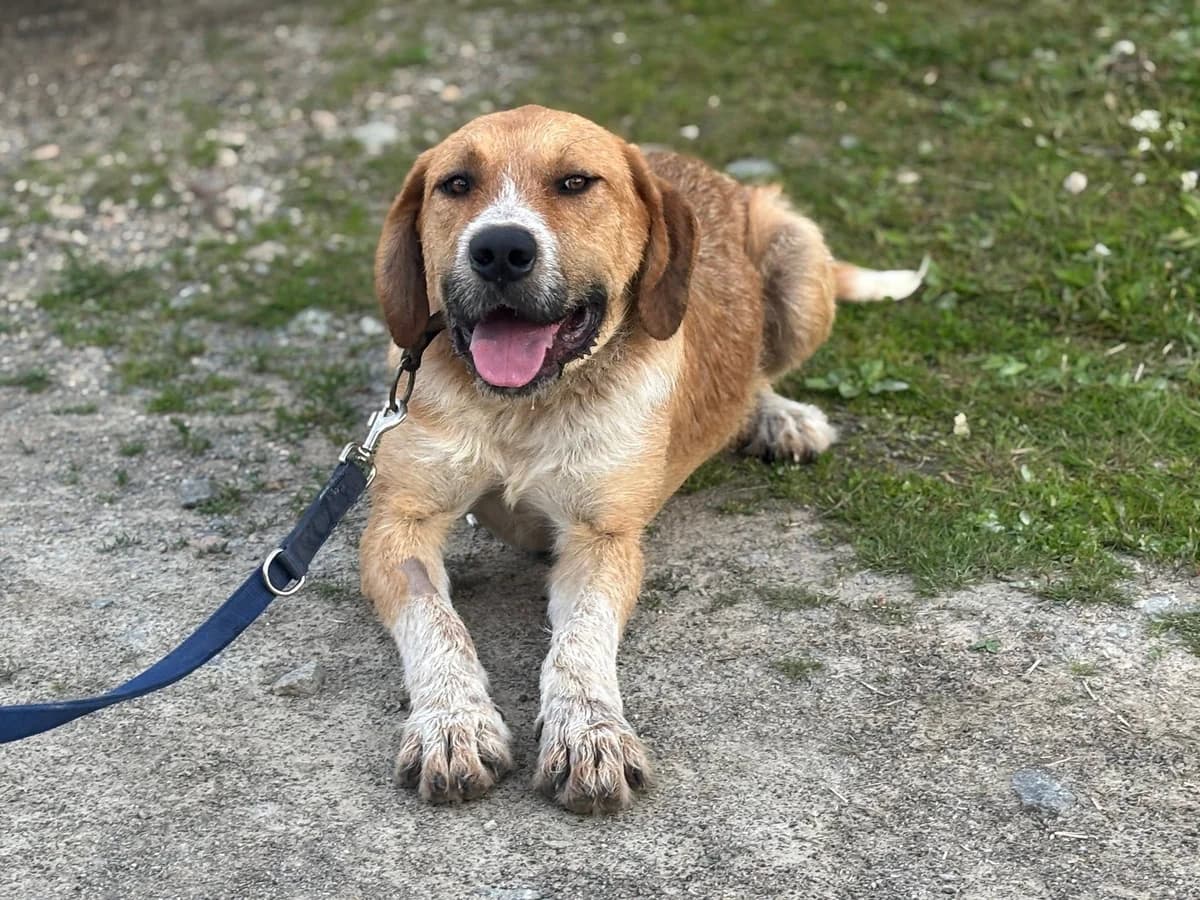 Donut, male 5yo Mixed Breed for adoption at Ein Herz für Streuner e.V., München