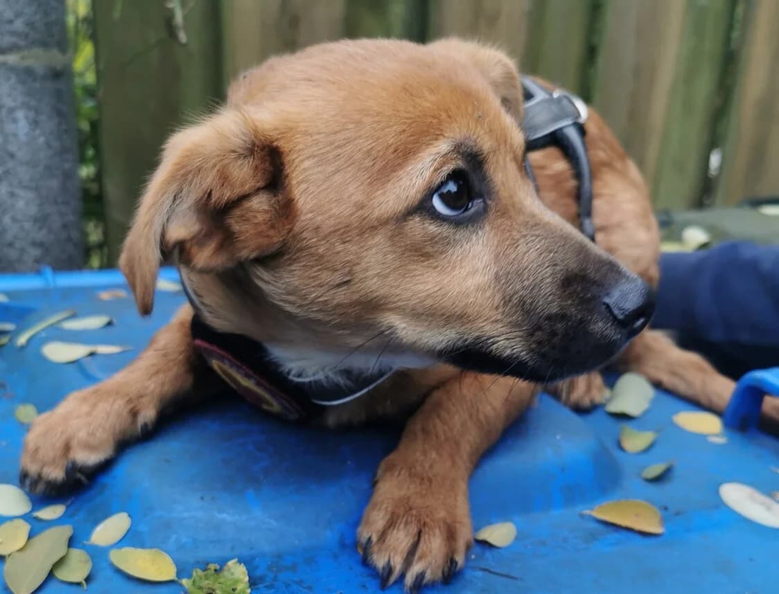 Dooly, male puppy Mixed Breed for adoption at Ein Herz für Streuner e.V., München