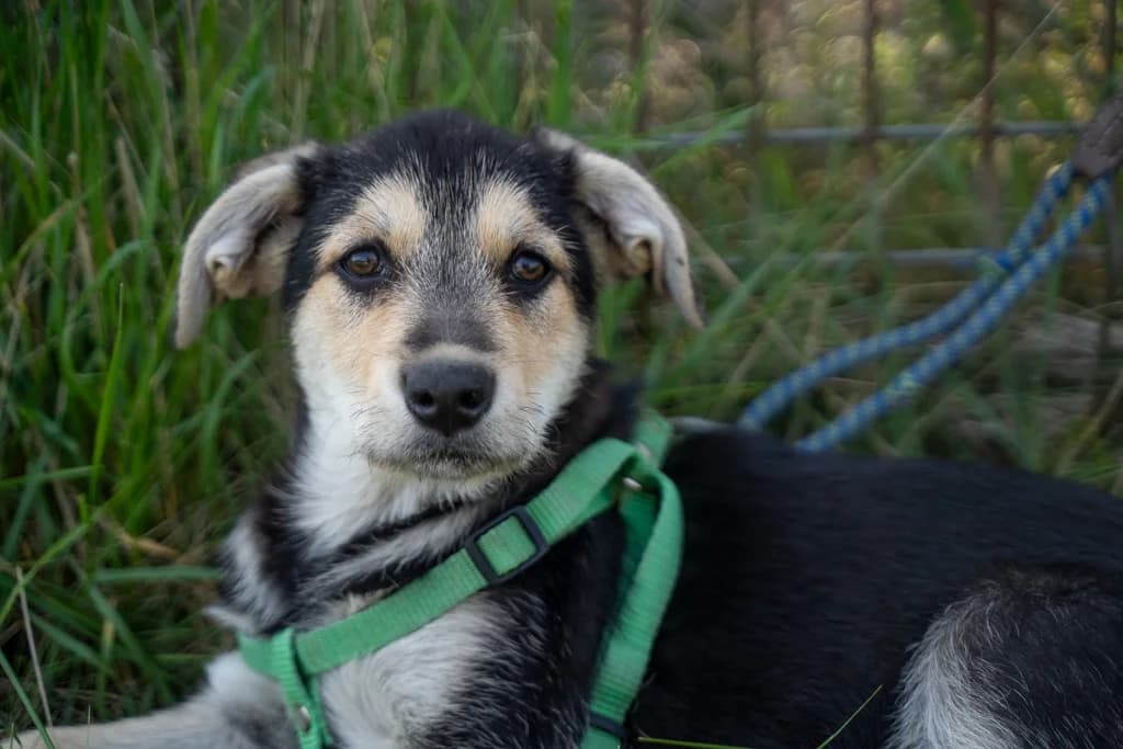 Dopey, puppy Mixed Breed for adoption at Ein Herz für Streuner e.V., München