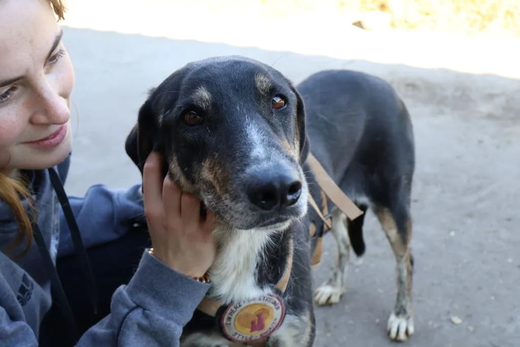 Doppa, female 5yo Mixed Breed for adoption at Ein Herz für Streuner e.V., München