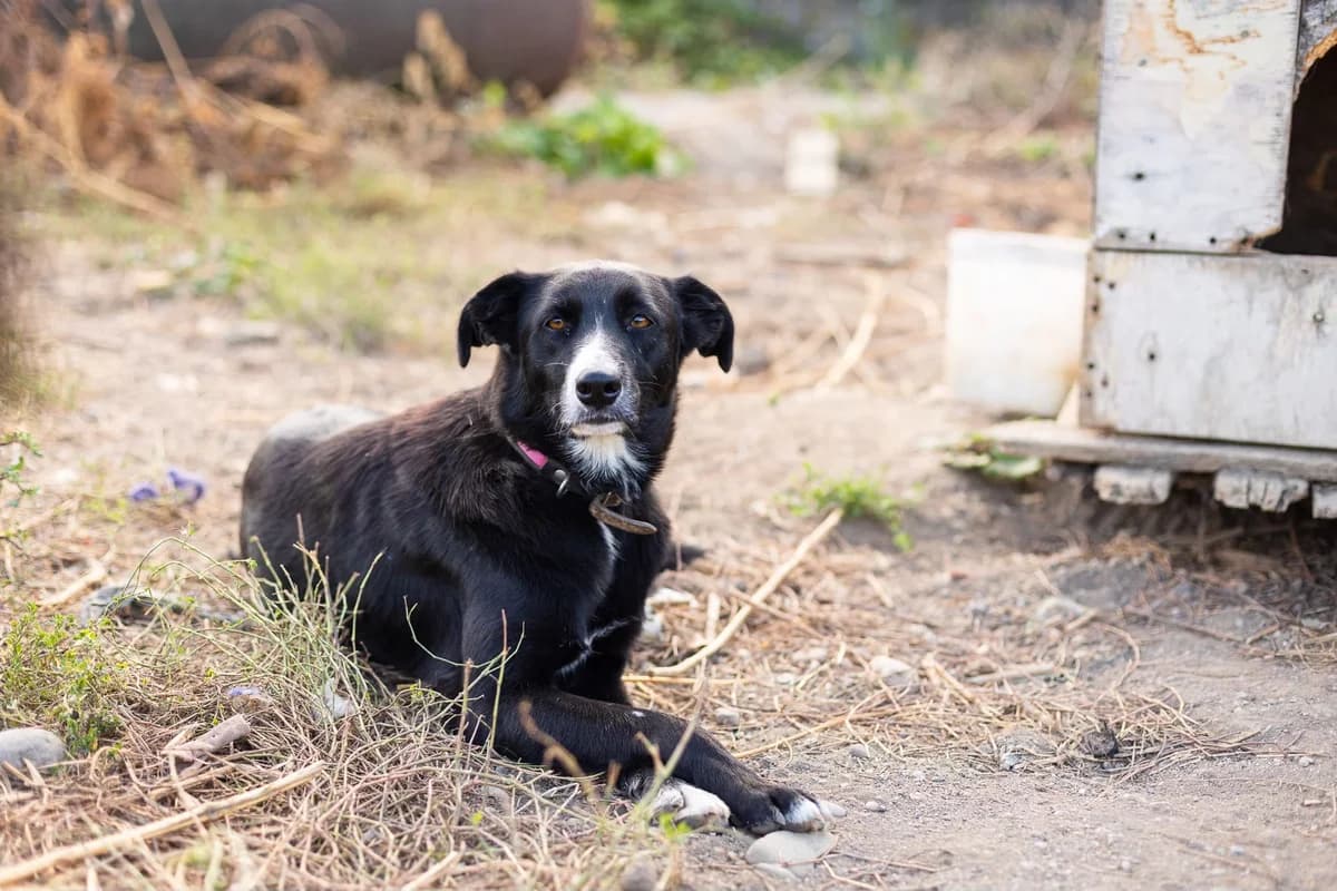 Dora, weiß female 3yo Mixed Breed for adoption at Ein Herz für Streuner e.V., München