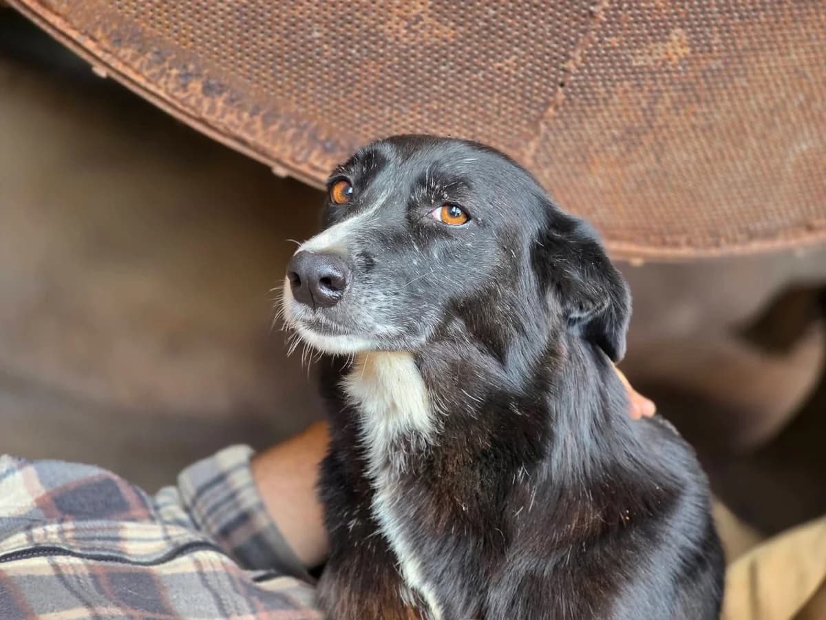 Dora, weiß female 4yo Mixed Breed for adoption at Ein Herz für Streuner e.V., München