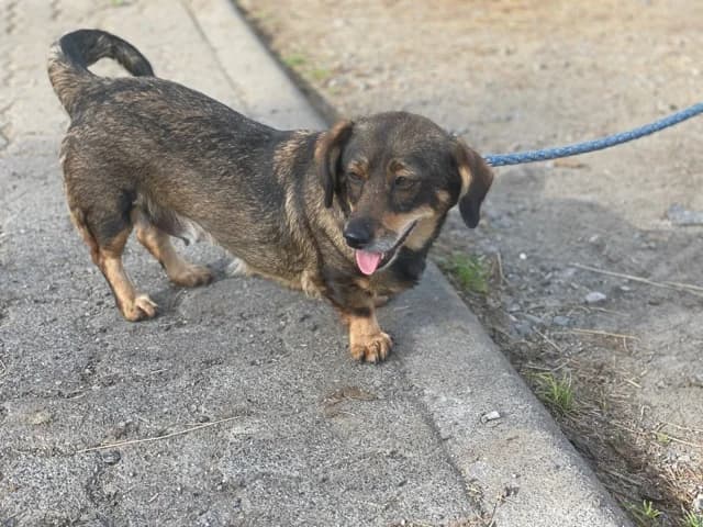 Dori, female 5yo Mixed Breed for adoption at Ein Herz für Streuner e.V., München