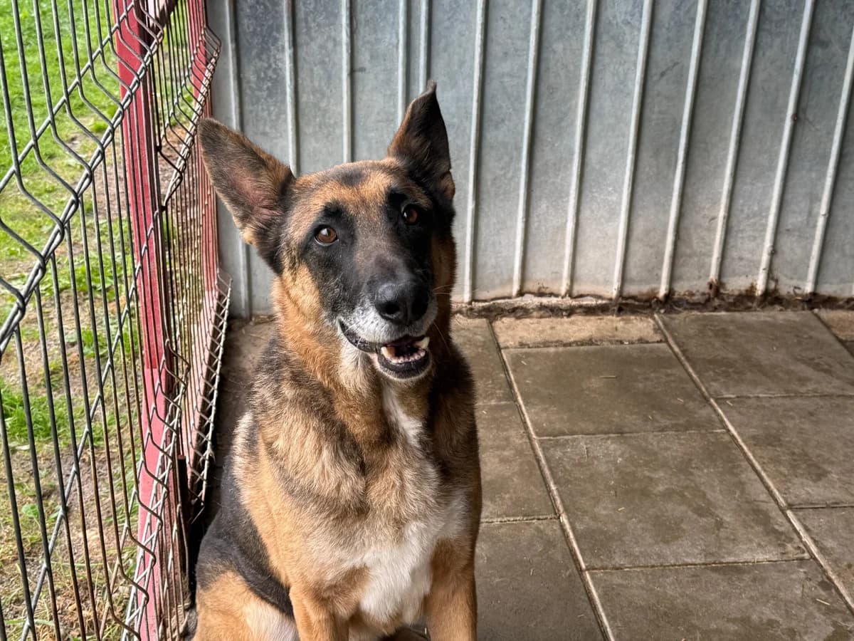 Dorian, male senior Mixed Breed for adoption at Ein Herz für Streuner e.V., München