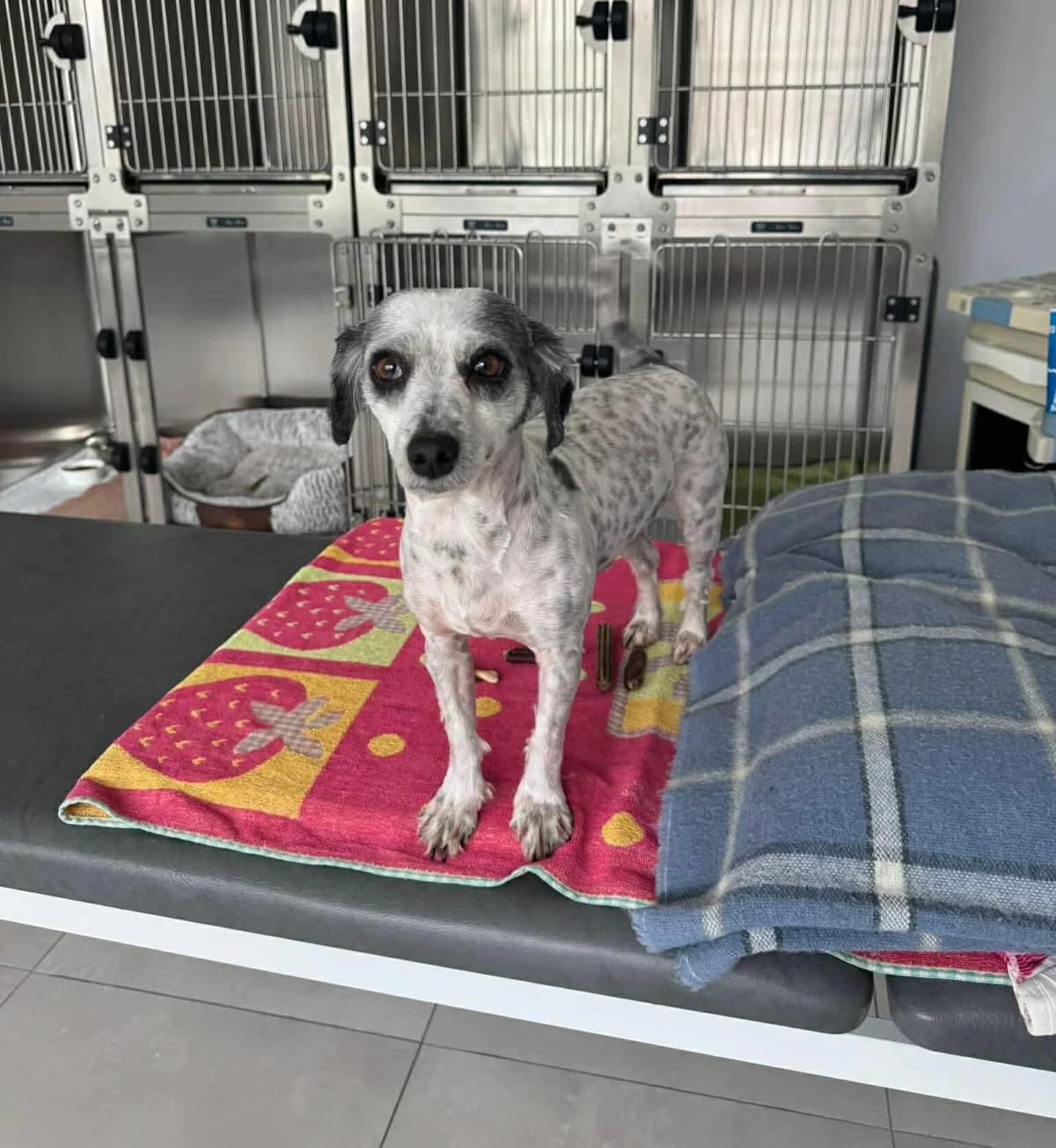 Dorie, young Mixed Breed for adoption at Ein Herz für Streuner e.V., München