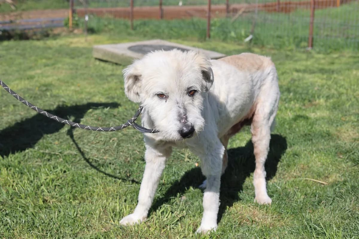 Dorin, male 4yo Mixed Breed for adoption at Ein Herz für Streuner e.V., München